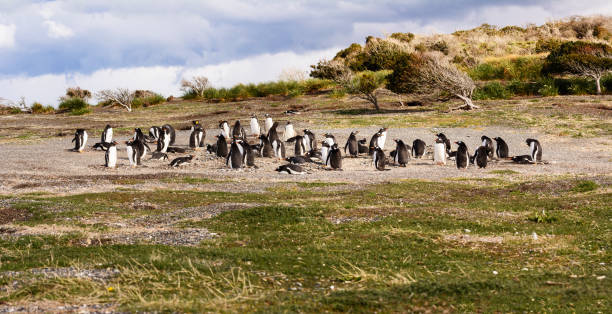 istock King and Papua penguin colony seaside 656773944