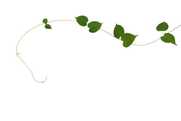 istock Heart shaped green leaves climbing vine isolated on white background, clipping path included. Cowslip creeper, medicinal plant. 656780236
