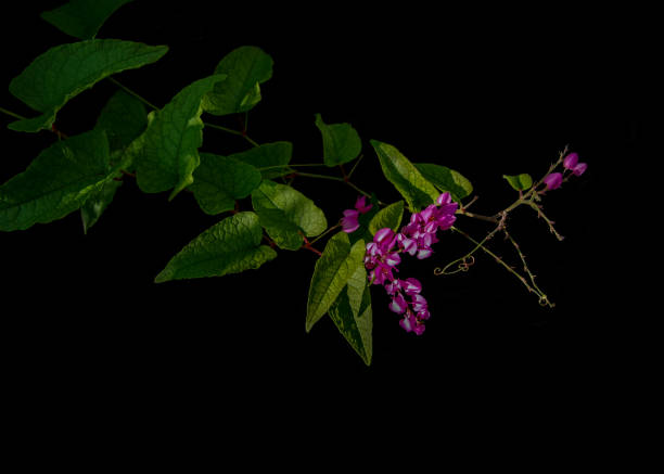Pink flowers with heart-shaped green leaves and tendril of coral vine (Antigonon leptopus) in sunlight on black background. The vine also known as Mexican creeper, bee bush or Queen's wreath vine. flores de color rosa con hojas verdes en forma de corazón y zarcillo de vid de coral (antigonon leptopus) en la luz del sol sobre fondo negro. la vid también conocida como enredadera mexicana, arbusto de abeja o vid de corona de la reina.