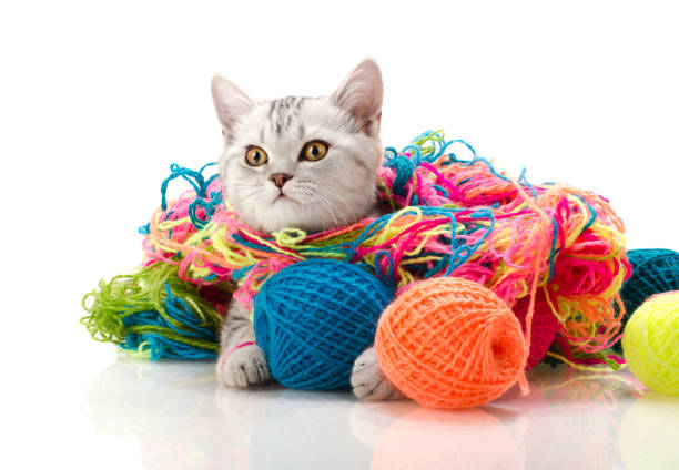 kitten the grey  beautiful little  kitten  with  many multi-coloured clew,  on white  background , isolated clew bay stock pictures, royalty-free photos & images