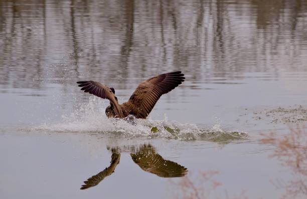 istock Canadian Goose lands on water with a splash 656783456