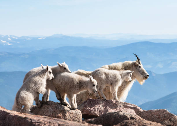 istock Mountains Goats of Colorado 656786630