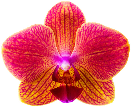 orchid phalaenopsis orange blossoms isolated on a white background
