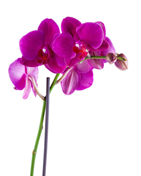 istock orchid phalaenopsis violet blossoms isolated on a white background 656789958