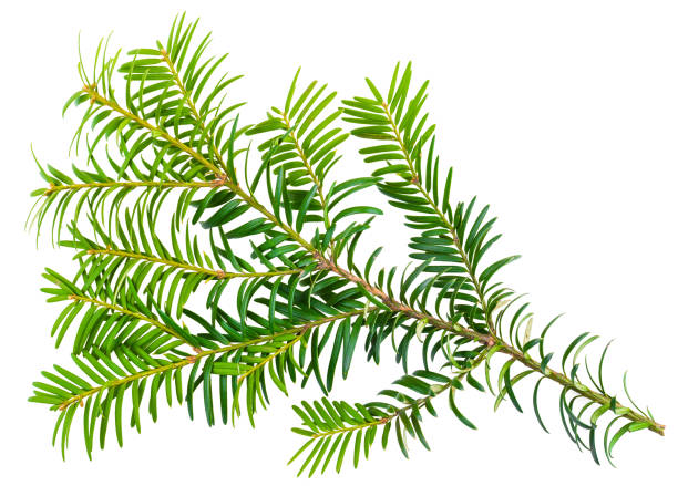 istock yew twig isolated on white background 656790088