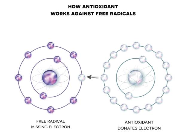 ilustrações de stock, clip art, desenhos animados e ícones de how antioxidant works against free radicals - antioxidant