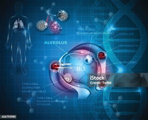 Alveoli Anatomy Respiration Stock Illustration - Download Image Now - Alveolus, Anatomy, Biomedical Illustration