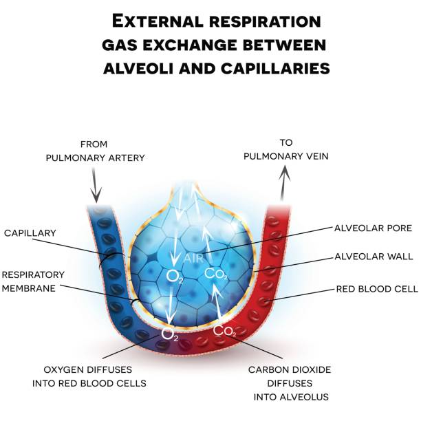 Alveoli anatomy, respiration Alveoli anatomy, external respiration gas exchange between alveoli and capillaries, with detailed description alveolus stock illustrations