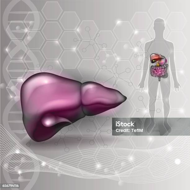 Visual Abstract Liver Liver Stock Illustration - Download Image Now - Abstract, Anatomy, Art ...