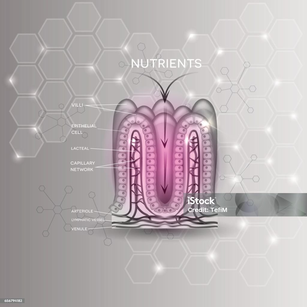 Intestinal Lining Riges Intestinal Lining Stock Illustration - Download Image Now - Intestine ...