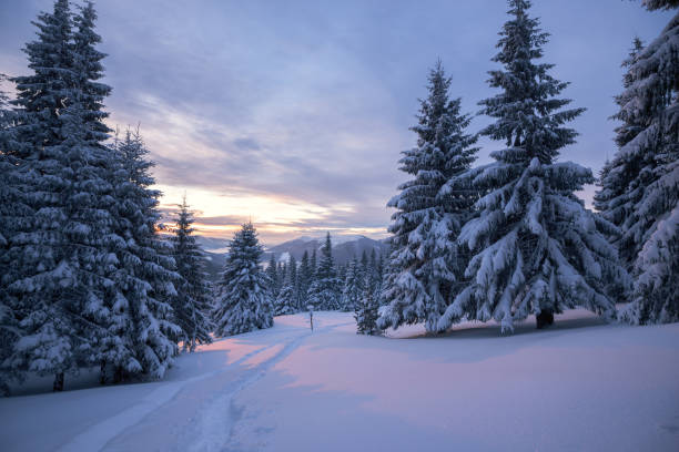 istock Trail is stretching to the horizon among snow covered fir trees 656794626