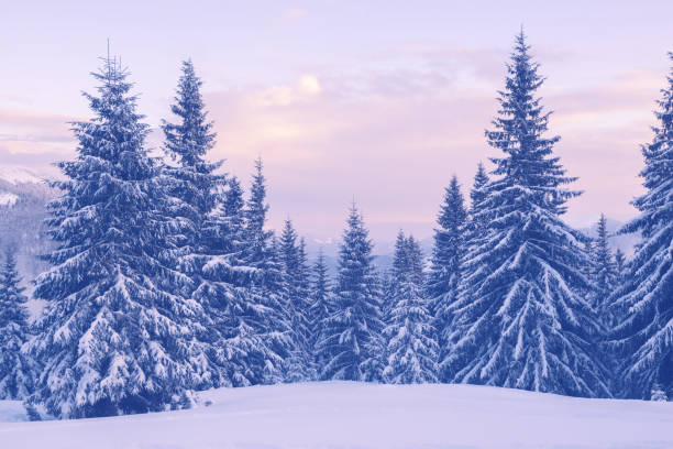 istock Snow covered pine trees in the winter mountains during a dusk 656794658