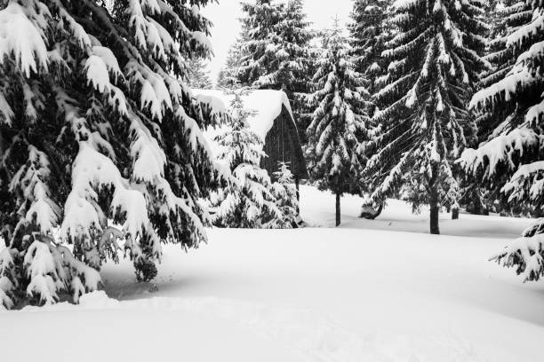 wooden hut in a snowy nature park in finland with trees in front and behind the hut