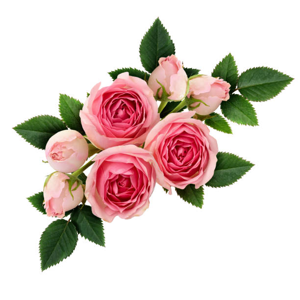 istock Pink rose flowers arrangement 656794842
