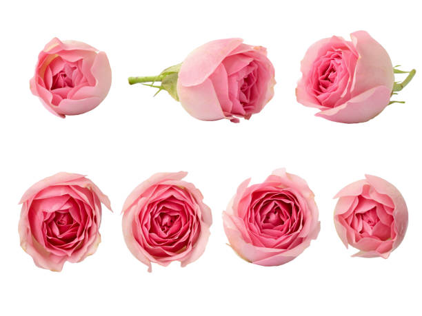 istock Set of pink rose flowers 656794846