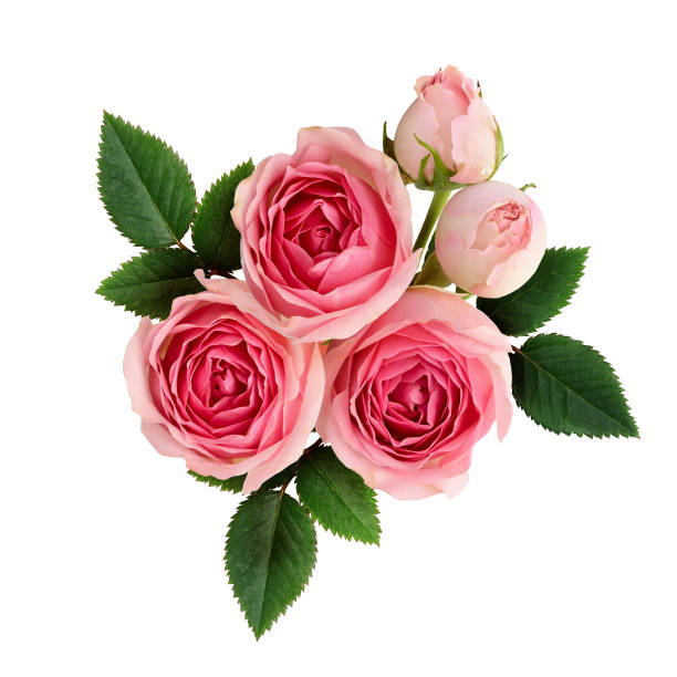 istock Pink rose flowers arrangement 656794848