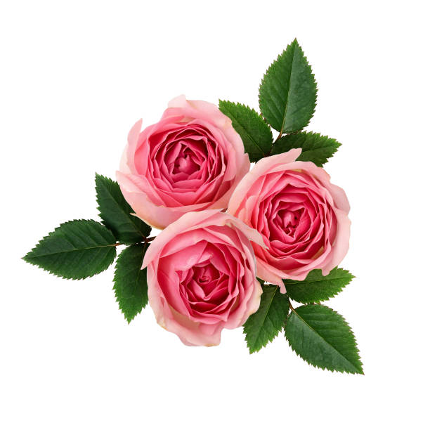 istock Pink rose flowers arrangement 656794850