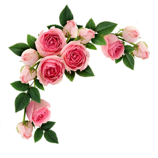 istock Pink rose flowers and buds circle arrangement 656794856