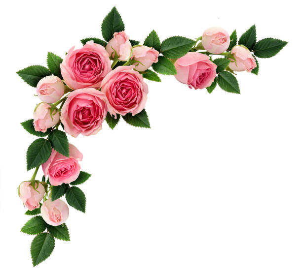 istock Pink rose flowers and buds corner arrangement 656794858