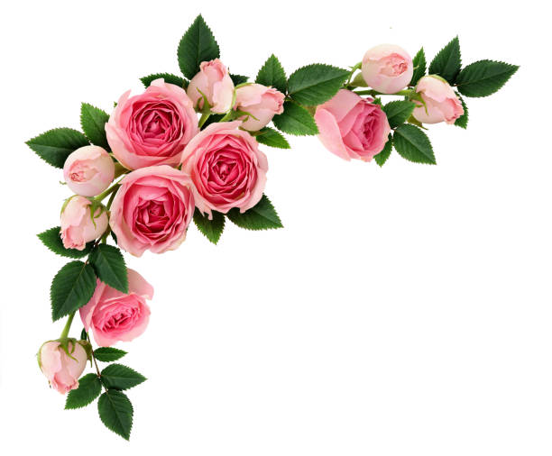 istock Pink rose flowers and buds corner arrangement 656794870