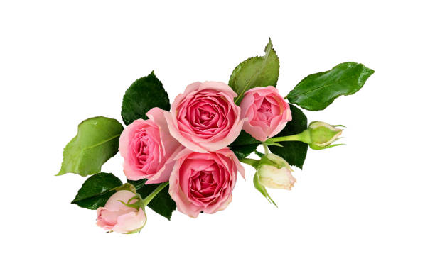 istock Pink rose flowers arrangement 656794874