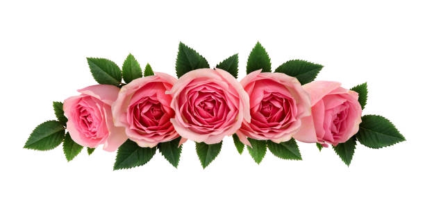 istock Pink rose flowers arrangement 656794878
