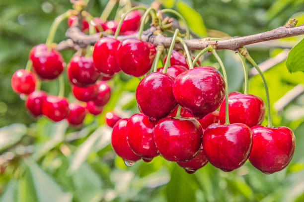 istock Ripe berries cherries on a branch in the summer rain 656800108