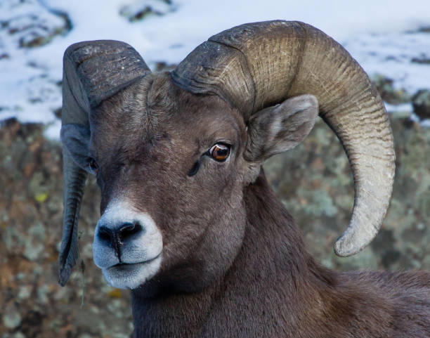 istock Bighorn Sheep in Colorado 656807032