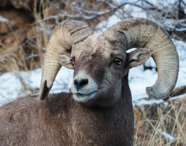 istock Bighorn Sheep in Colorado 656807044