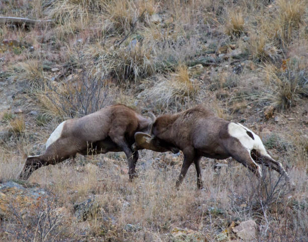 istock Combat Collision Bighorn Sheep in Colorado 656807082
