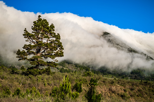 Weather phenomenon Cascada de nubes (cloud waterfall) over Cumbre Nueva, La Palma, Spain. The Canary Island Pines (Pinus Canaensis) are native and endemic to the outer Canary Islands like La Palma.