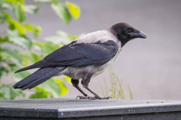istock Hooded crow with beak slightly opened 656811482