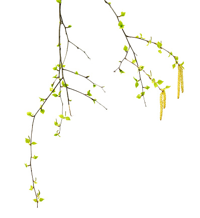 Spring twigs of birch with young green leaves and catkins. Isolated on white background.