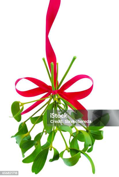 Mistletoe Bunch Hanged On Red Ribbon Isolated On A White Background Stock Photo - Download Image Now