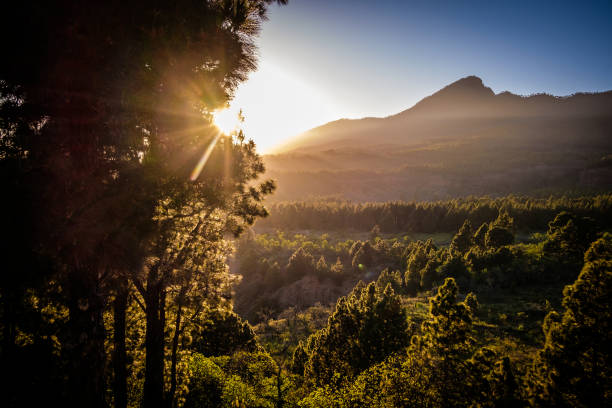 Sunset over Valle del Riachuelo, Caldera de Taburiente National Park, viewed from Ermita Virgen del Pino, La Palma, Spain. The Canary Island Pines (Pinus Canaensis) are native and endemic to the outer Canary Islands like La Palma.