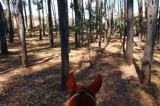 third eye perspective of a horse in a tight eucalyptus forest close to cuzco on the way to an excavation site of the inca culture