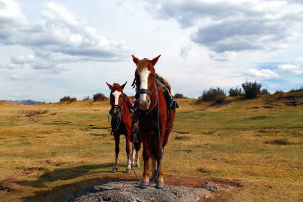 two horses staying in a line on a big meadow in the peruvian andes close to cuzco and the excavation site of the monkey temple ready for the next horse back rider