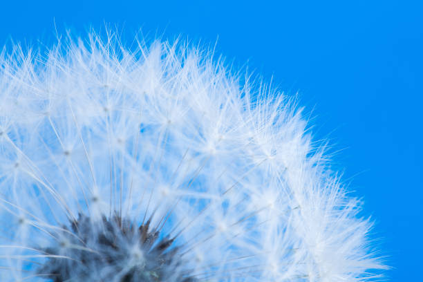 istock Dandelion on a blue background in macro lense shot. 656829070