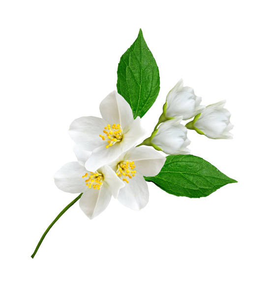 istock branch of jasmine flowers 656829472