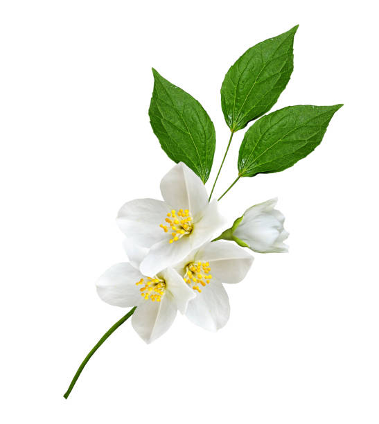 istock branch of jasmine flowers 656829484