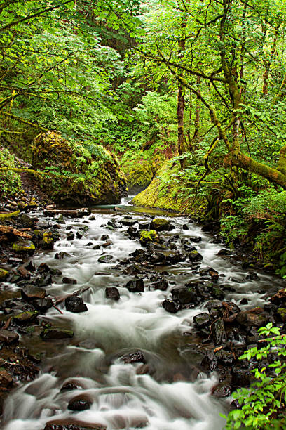 istock A summer stream runs through a lush green forest 656831816