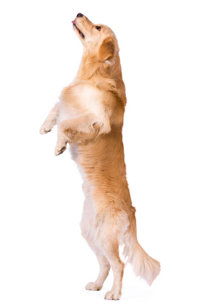 istock Golden Retriever standing showing tongue isolated on white 656835384