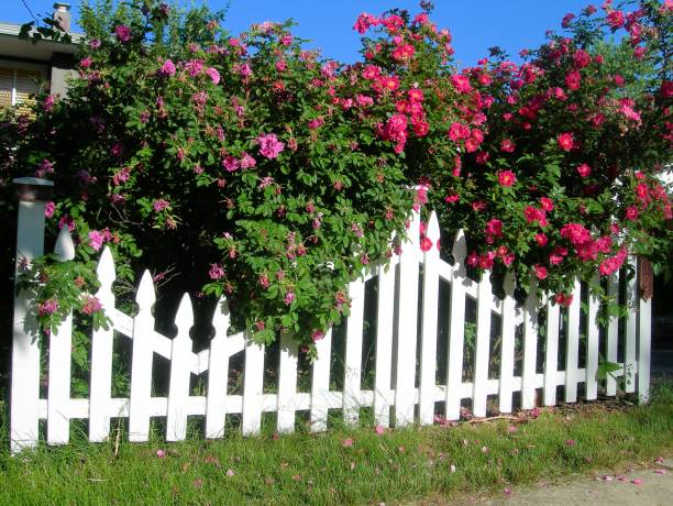 istock Blooming Trees over a Fence 656841888