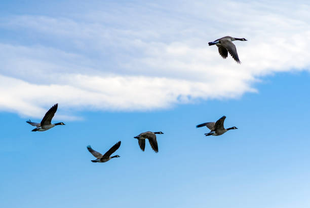 istock Canadian Geese Flying against a partly cloudy sky. 656844882