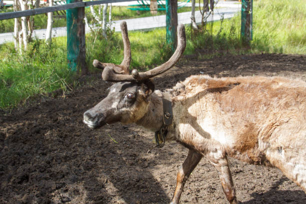 reindeer at the zoo - paridigitates imagens e fotografias de stock
