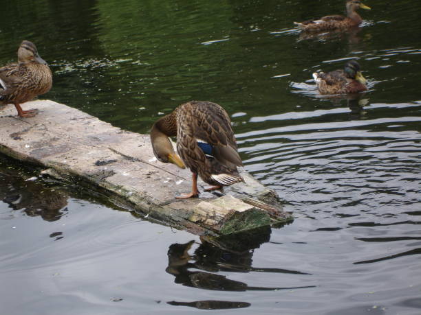 istock Wild mallard duck in a pond 656846044
