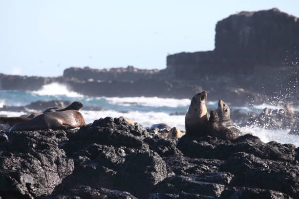 istock Seals on a rock in Australia 656848966