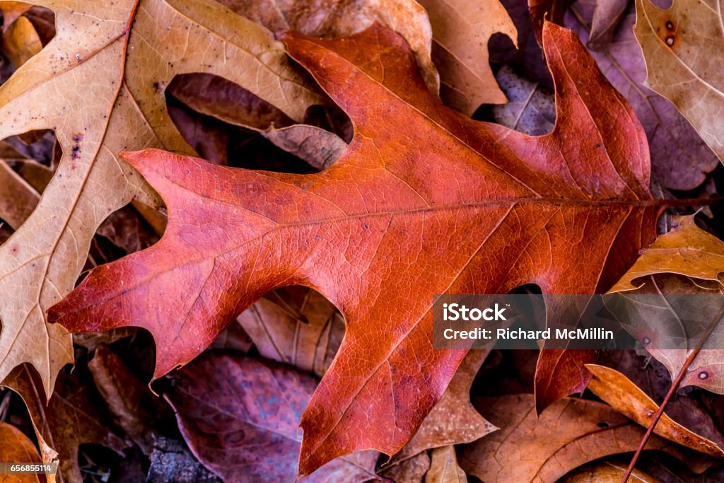 Closeup of Beautiful Intricate Fall Foliage. Closeup of Beautiful Intricate Fall Foliage with Dark Brown Leaf on Top of Pile of other Leaves. Arts Culture and Entertainment Stock Photo