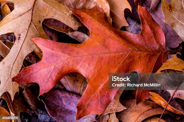 Closeup Of Beautiful Intricate Fall Foliage Stock Photo - Download Image Now - Arts Culture and Entertainment, Autumn, Backgrounds