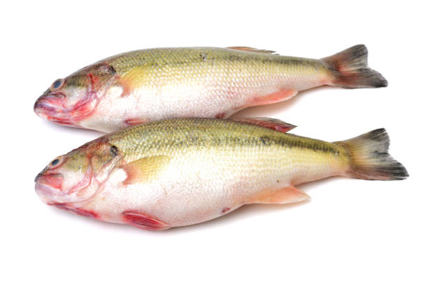 istock sea bass isolated on white background 656855842